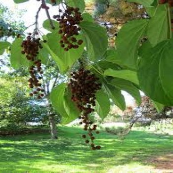 Enantia Polycarpa